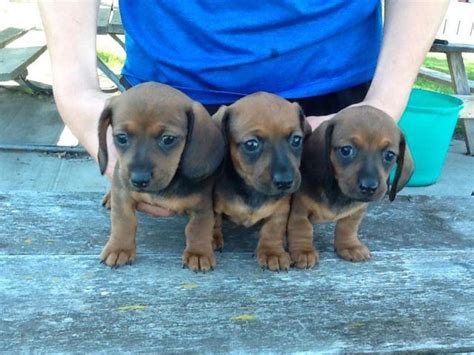 Annual cost of owning a mini dachshund puppy. AKC Miniture Dachshund puppies for Sale in Ravenna ...