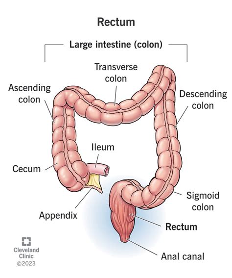Digestive System Colon