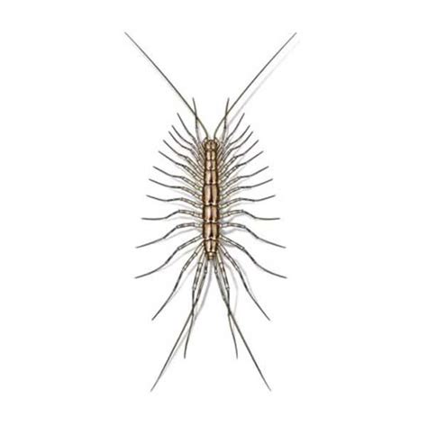 House Centipede Identification Habits And Behavior Johnson Pest Control