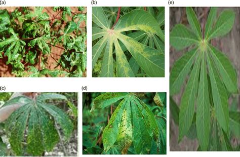 Typical Examples Of Five Classes Of Cassava Images A Cassava Mosaic