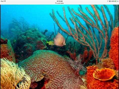 Pin by Sandele1 on Coral reefs and the sea around them. -- No pin