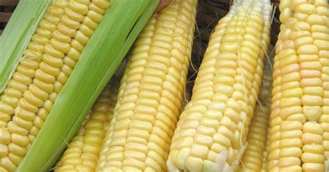 How To Grow Sweet Corn That Tastes Great In Your Own Garden