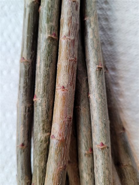 10 Dappled Willow 9 10 Living Cuttings Unrooted Salix Integra Hakuro Nishiki Etsy
