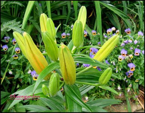 I'm new to lilies, and i was wondering if someone could tell me how long the blooms of an oriental lily last before they fade? When Do Lilies Bloom | The Garden