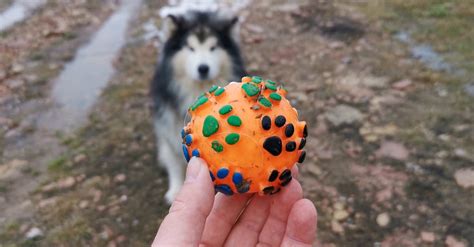A Siberian Husky Learning To Play With A Ball · Free Stock Video