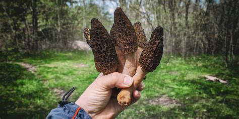Complete Guide To Morel Mushrooms Grocycle