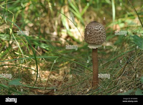 Edible Mushrooms Delicacy The Addition To The Dishes Autumn Mushroom