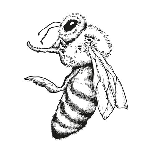 Premium Vector Hand Drawn Bee Drawing Illustration