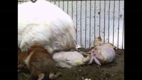 Guinesa Pig Giving Birth Youtube