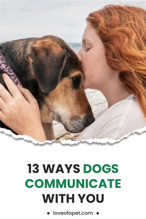 13 Ways Dogs Communicate With You Love Of A Pet In 2021 Dogs Dog