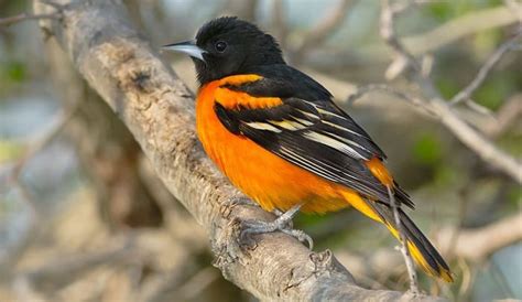 What Is The State Bird Of Maryland Meet The Oriole Bird