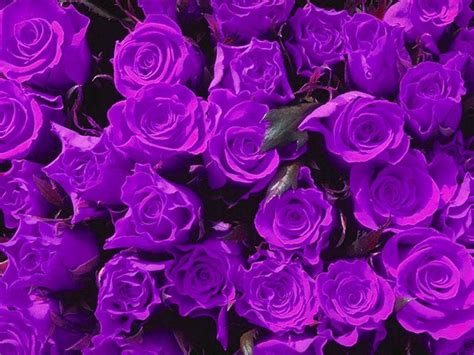 🔥 Free Download Purple Rose Wallpapers High Quality Wallpapers