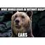 Bear Puns  Funny Memes Page 2