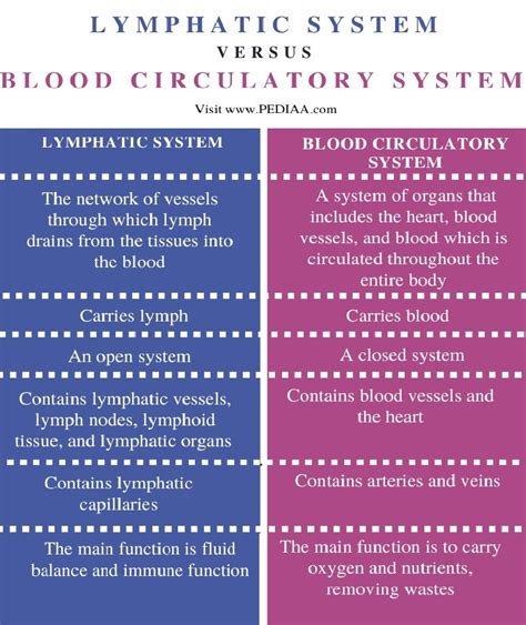 What Is The Difference Between Lymphatic System And Blood Circulatory