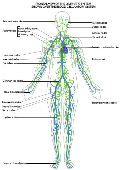 Lymphatic Cleanse With Whole Body Vibration Therapy Machine