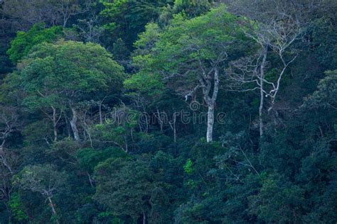 Green Corridor Of Threatened Gallery Forest In Brazil South America