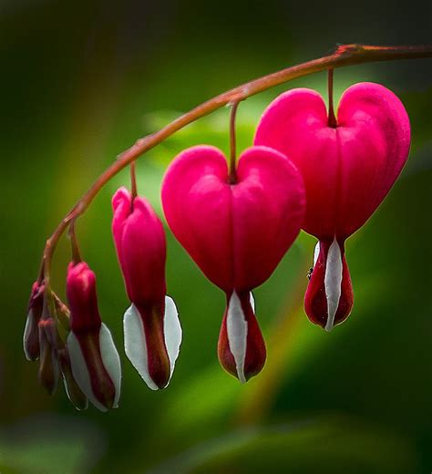 Bleeding heart flowers isolated realistic vector illustration on white. ﻿#bleedingheart - http://lightorialist.com/bleeding-heart ...