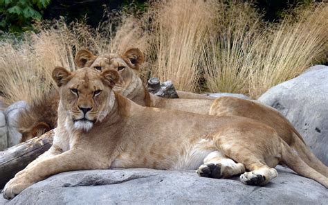 Wallpaper Grass Stones Lion Wildlife Couple Big