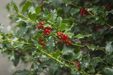 Before taking cuttings, make sure that you prepare the soil or vase of water first (see steps below for details). How to take lavender cuttings | Holly shrub, Plants, Holly ...
