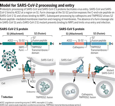 Enhancing Host Cell Infection By Sars Cov Science