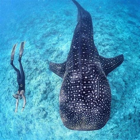 Thedeepblues On Instagram Swimming With The Biggest Fish In The