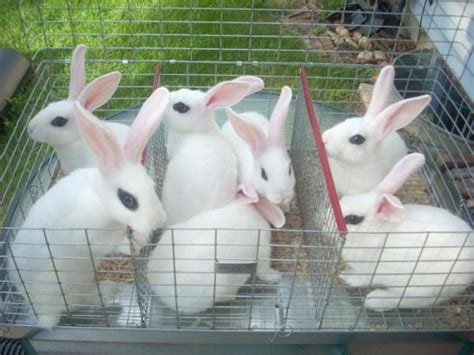 To start a rabbit farm, it does not require much startup capital like every other livestock farm do, all it needs is the sound knowledge of the entrepreneur or the rabbit farmer on animal husbandry and livestock farming. Decrease in unemployment from rabbit farm - Nation Newspaper