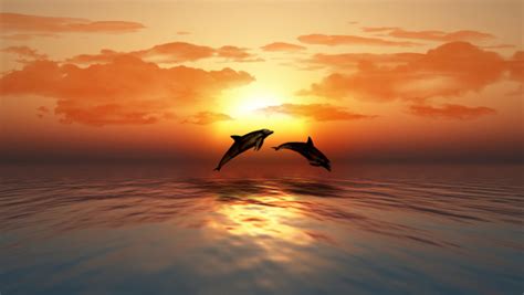 Sunset Ocean With Dolphins Jumping Stock Photo Download