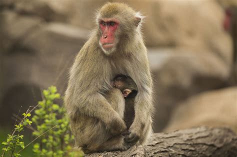 Baby Snow Monkey Is Born At Lincoln Park Zoo Chicago Tribune