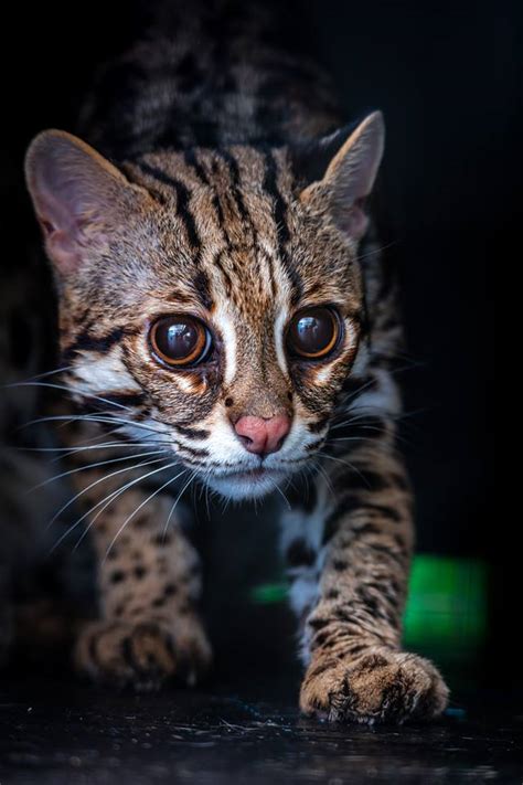 asian leopard cat prionailurus bengalensis wild cats magazine