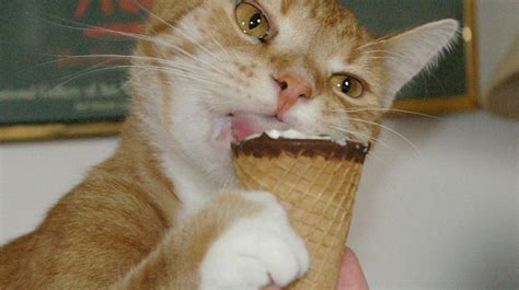 Kitten Demands More Ice Cream And Weve Never Understood Cats More Video Sheknows