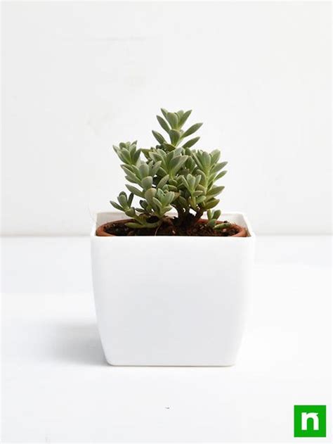 Buy Coleus Coerulescens Succulent Plant Online From Nurserylive At