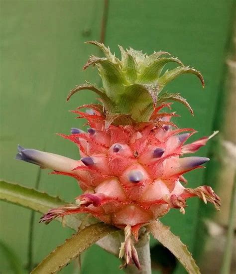 Rare And Intriguing Dwarf Pineapple Bromeliad Plants Ananus Nanus