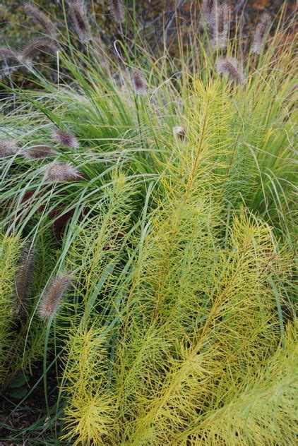 Enter the room on the left after starting the day. Fountain grass, Willow blue star (Amsonia hubrichtii) Fall ...