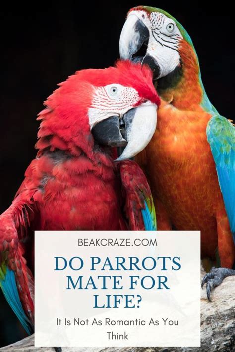 Do Parrots Mate For Life It Is Not As Romantic As You Think