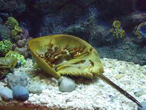 Aquarium Crabs Visit the rayong aquarium for a glimpse into thailand's 