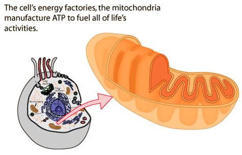 Areas of the rough endoplasmic reticulum contain mitochondria. Mitochondrion - Mr. Tamez's Lab