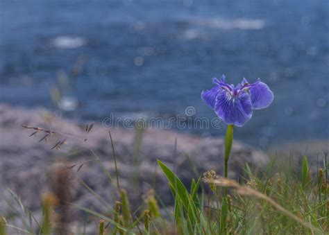 Close Up Of Blue Flower On The Ocean S Shore Stock Image Image Of