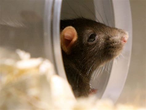 Starving Rats Turn To War Cannibalism To Survive During Coronavirus