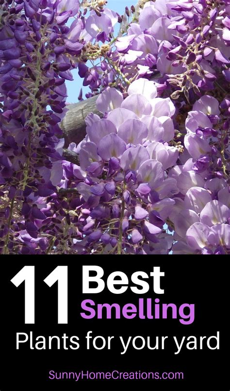 11 Best Smelling Plants For Your Yard Most Fragrant