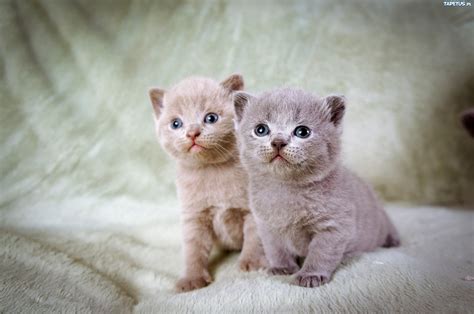 Dwa Małe Kotki