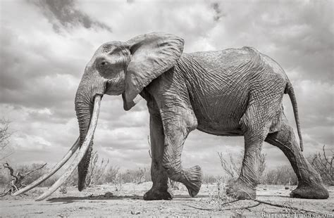 Incredible Final Portraits Of A 60 Year Old African Elephant In Kenya