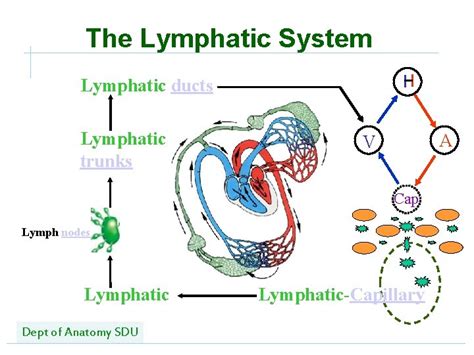 Lymphatic System Shandong University Liu Zhiyu Dept Of