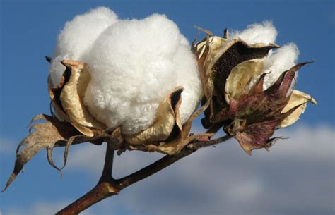 Australian Cotton New Cotton Sustainability Report Highlights