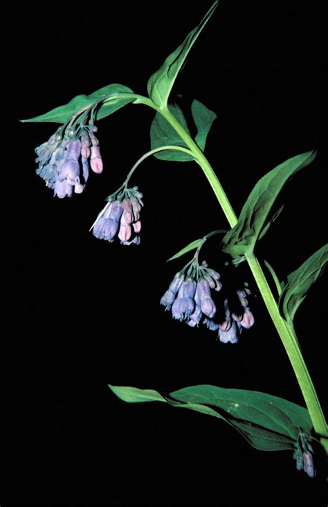 Free Picture Shot Blue Mountain Bluebells Flowers Hanging Stem
