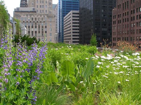 Service is outstanding, view from rooftop is beautiful, rooms are spacious and well equipped (no mini bar though), very good location. Chicago City Hall - Greenroofs.com