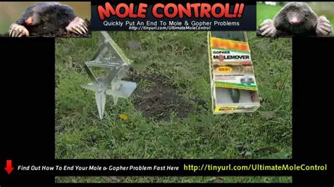 Get Rid Of Moles In Lawn Moles And Voles Youtube