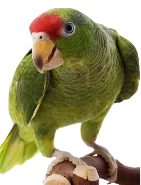 High Resolution Parrot Clipart Png Transparent Background Free