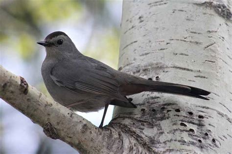 Gray Catbird Call Nest Migration Diet Facts Range Song