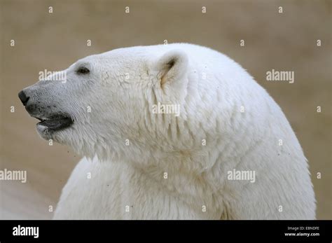 Polar Bear Ursus Maritimus Adult Male Portrait Stock Photo Alamy