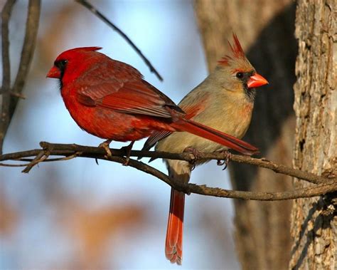 Cardinals With Images Cardinal Birds Beautiful Birds Birds